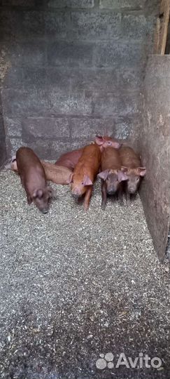 Поросята дюрок
