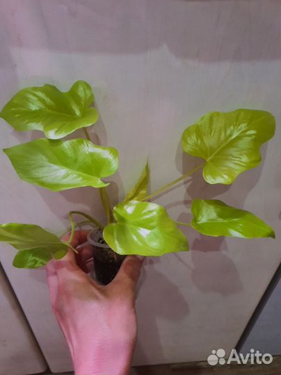 Филодендрон Селло Голд Сатин, Адиантум, Папоротник