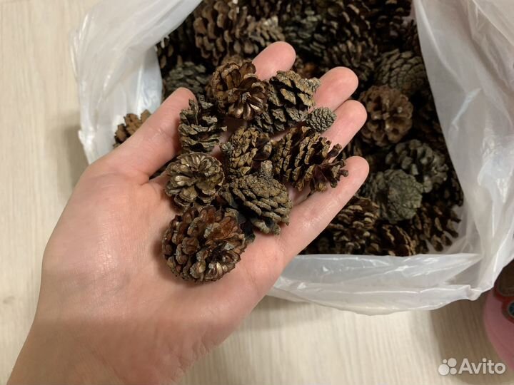 Сосновые шишки