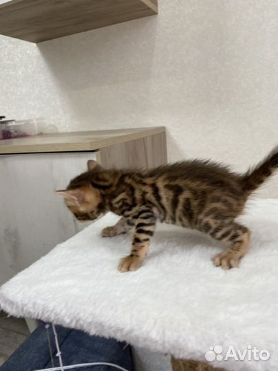 Бенгальские котята