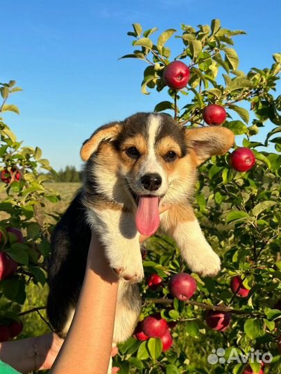 Вельш-корги пемброк