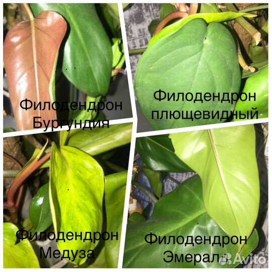 Филодендроны