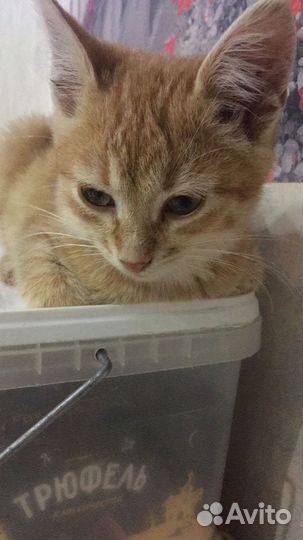 Отдам котенка в добрые руки