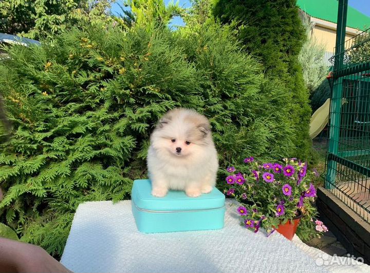 Померанский шпиц