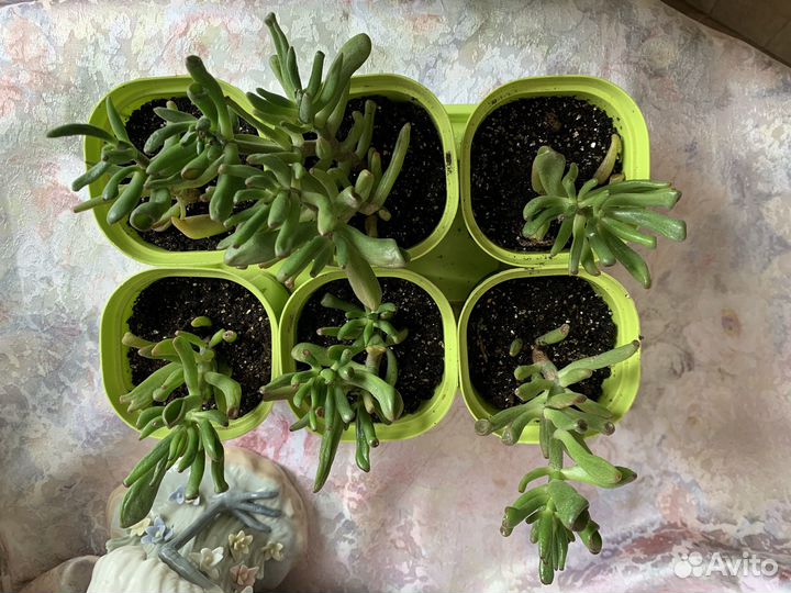 Крассула коралл хоббит толстянка денежное дерево
