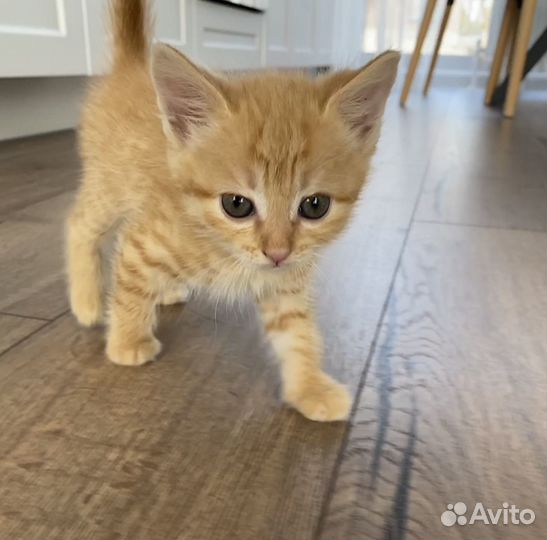Милые котята ищут добрых хозяев