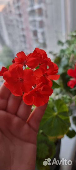 Пеларгония герань красная