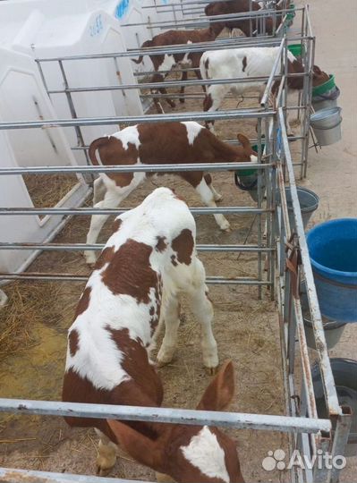 Отборные телята, бычки