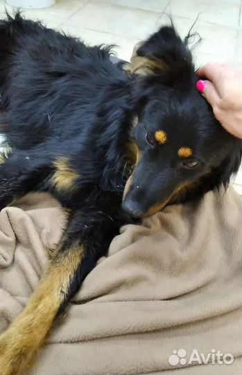 Барни 1,5 года