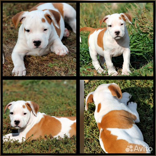 Красивые девочки Амстаффа