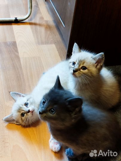 Милые умные котята