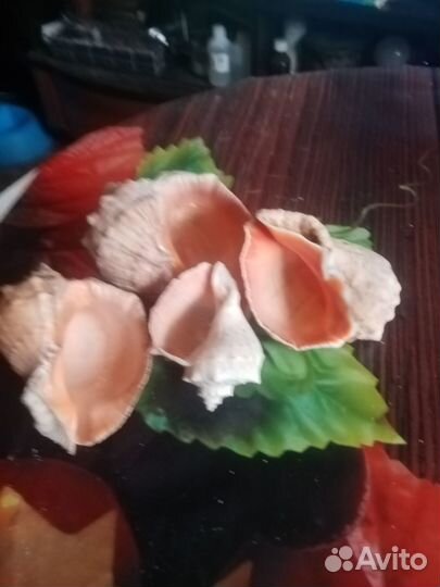 Морские ракушки раковины