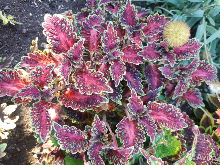 Колеусы сортовые