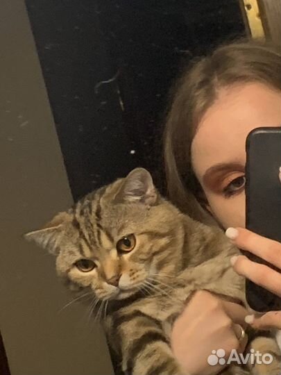 Вязка котов шотландских