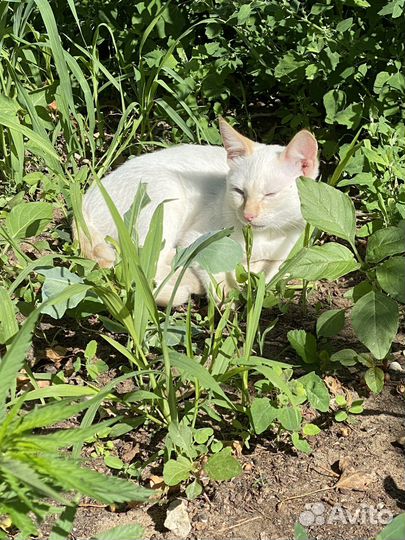 Котята 3 месяца