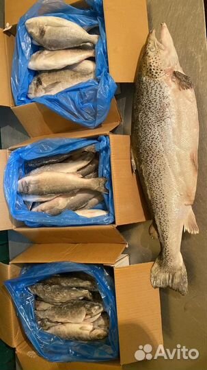 Мясо говядина баранина