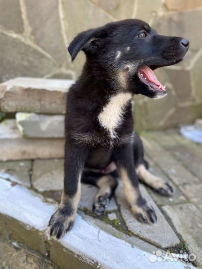 Восточноевропейская овчарка