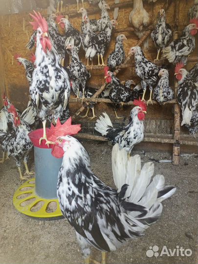 Сельское хозяйство