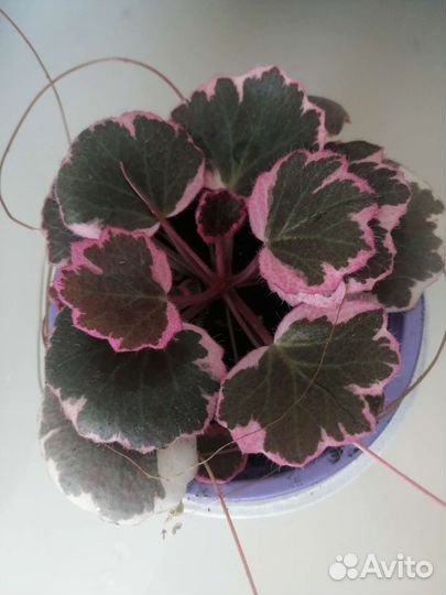 Камнеломка вариегатная, зеленая