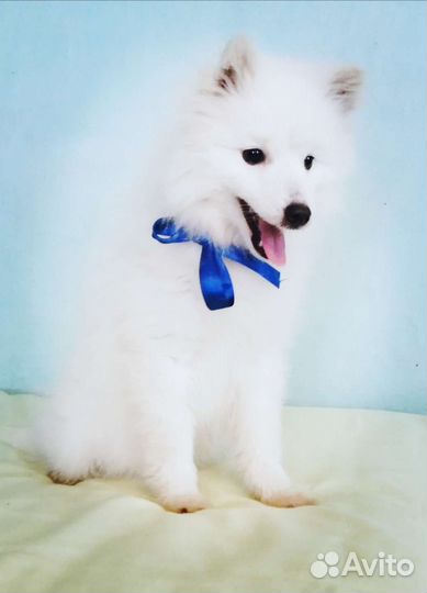 Японский шпиц