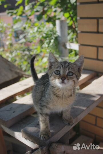 Котёнок мальчик