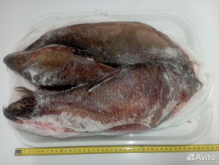 Свежезамороженная рыба Лещи