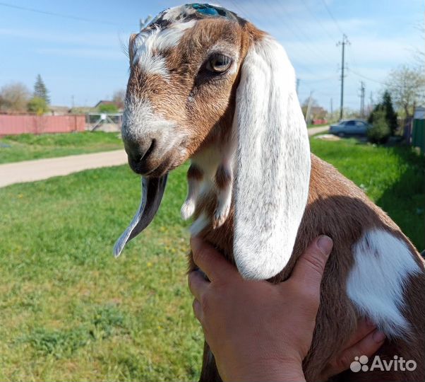 Козлята нубо камори 50%50%