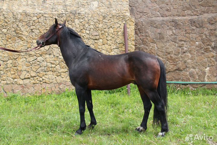 Скоростной иноходец