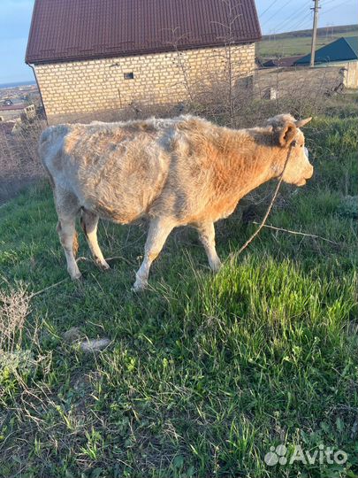 Корова и телёнок