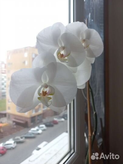 Орхидея фаленопсис