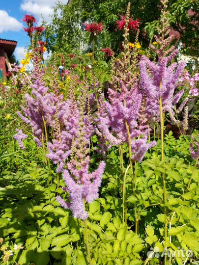 Астильба, бузульник, хоста и др