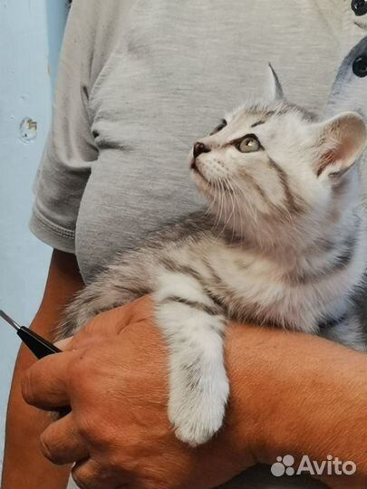 Отдам в хорошие руки котенка