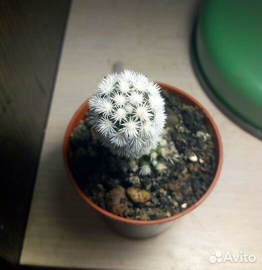 Mammillaria gracilis cv. Arizona Snow