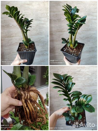 Комнатные растения