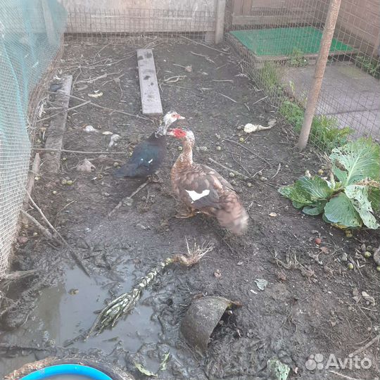 Куры утки