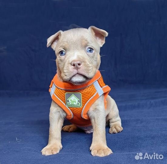 Американский Булли. Мальчишки