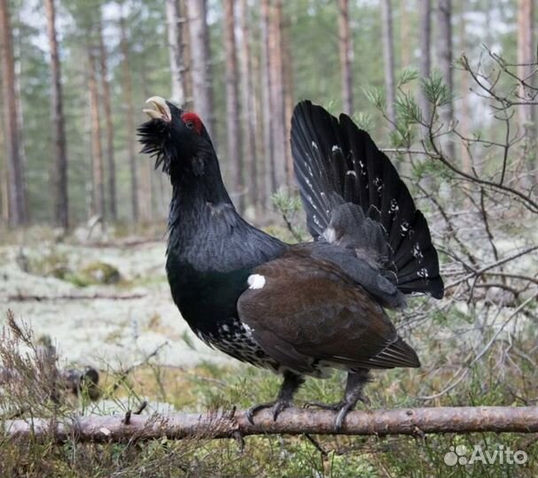 Глухарь птица