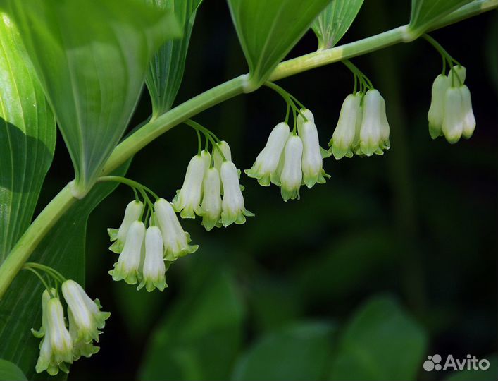 Купена (гигантский ландыш)