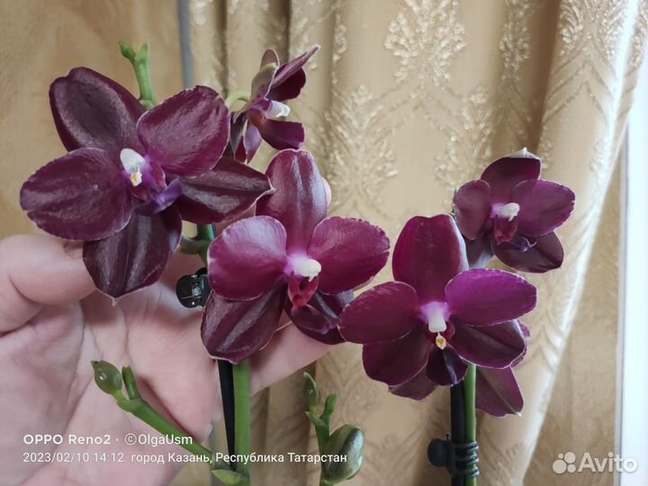 Орхидея фаленопсис Sogo Relex. Ароматная