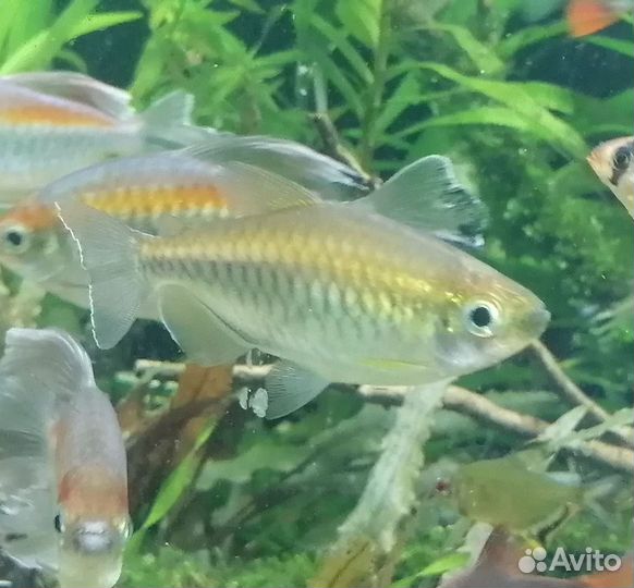 Тетра конго