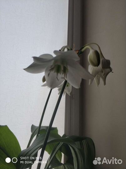 Эухарис - амазонская лилия