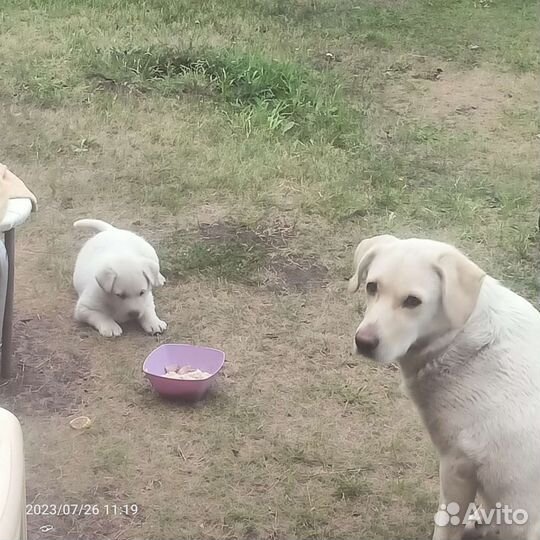 Щенки лабладора