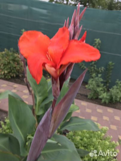 Канны оранжевые и красные