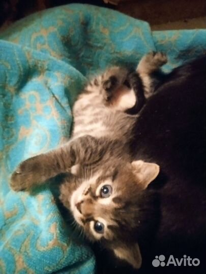 Безпородная