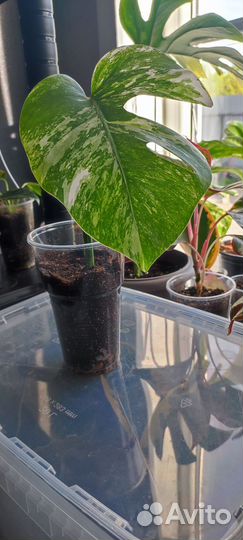 Монстера альба