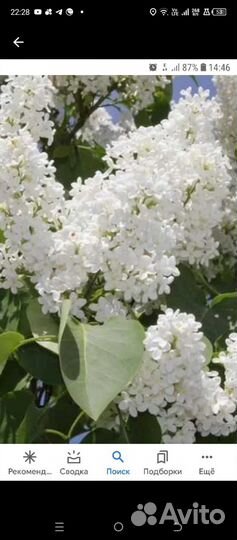 Сирень, гортензия, Вероника, Котовники