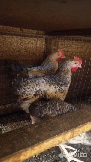 Молодые петушки