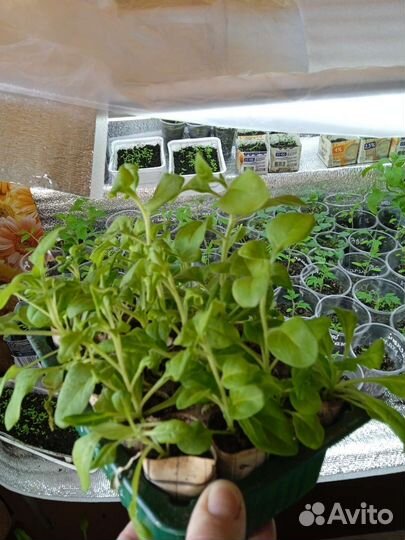 Крепкая рассада