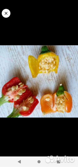 Семена острого домашнего перца