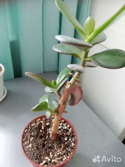 Крассула толстянка